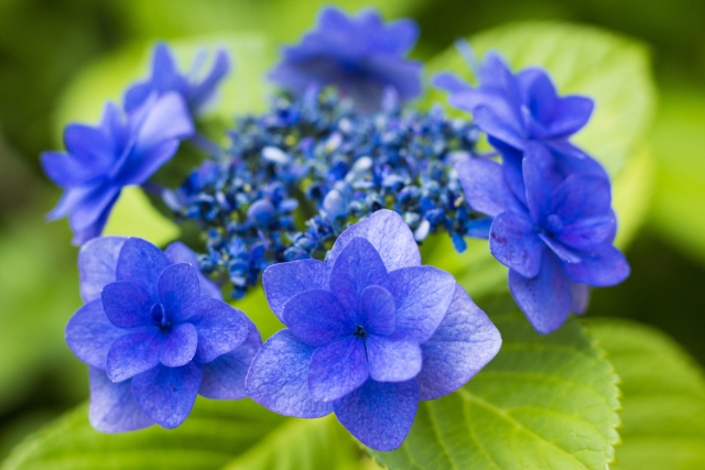 ６月の雑学 紫陽花 アジサイ の歴史や種類は 花言葉の由来は 雑学ネタ豆知識のオアシス