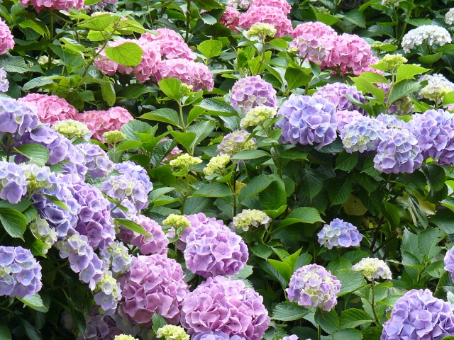 ６月の雑学 紫陽花の鉢植えが枯れる 復活させる方法は 雑学ネタ豆知識のオアシス